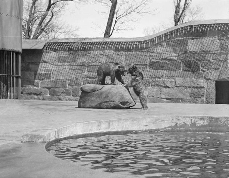 Franklin Park Zoo: Mother and baby bear Miner and Rose