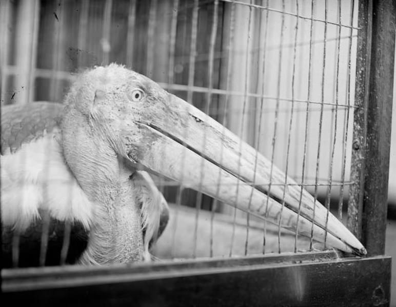 Adjutant stork, Franklin Park Zoo