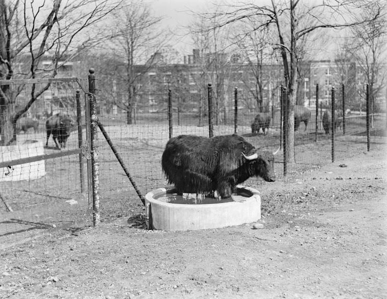 Franklin Park Zoo: Yak standing in water trough to cool off
