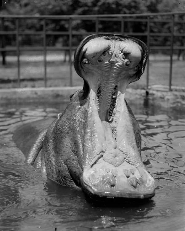 Happy the hippo laughing in Franklin Park Zoo