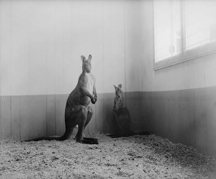 Kangaroo mother and young, Franklin Park Zoo