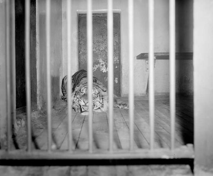 Large cats, Franklin Park Zoo