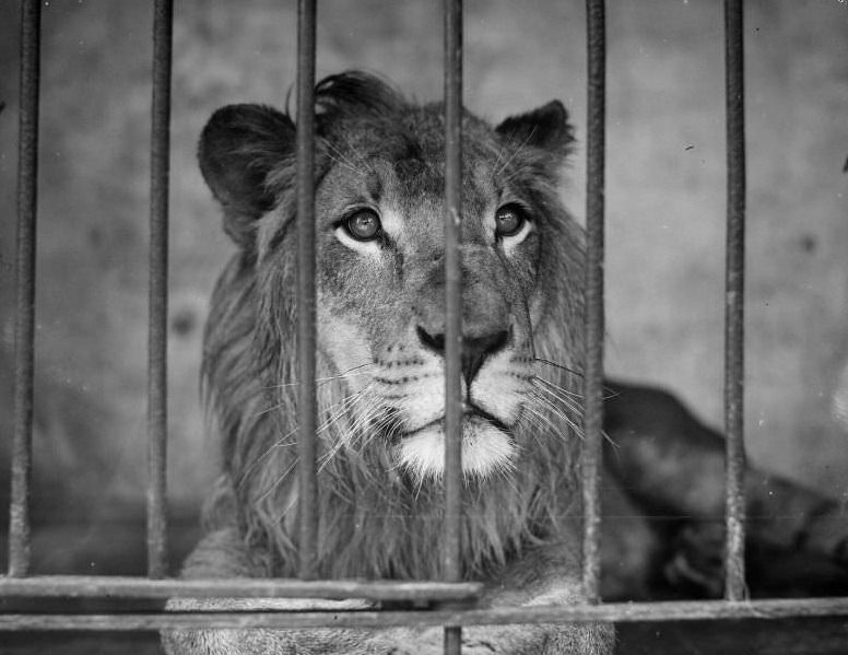 Lions, Franklin Park Zoo