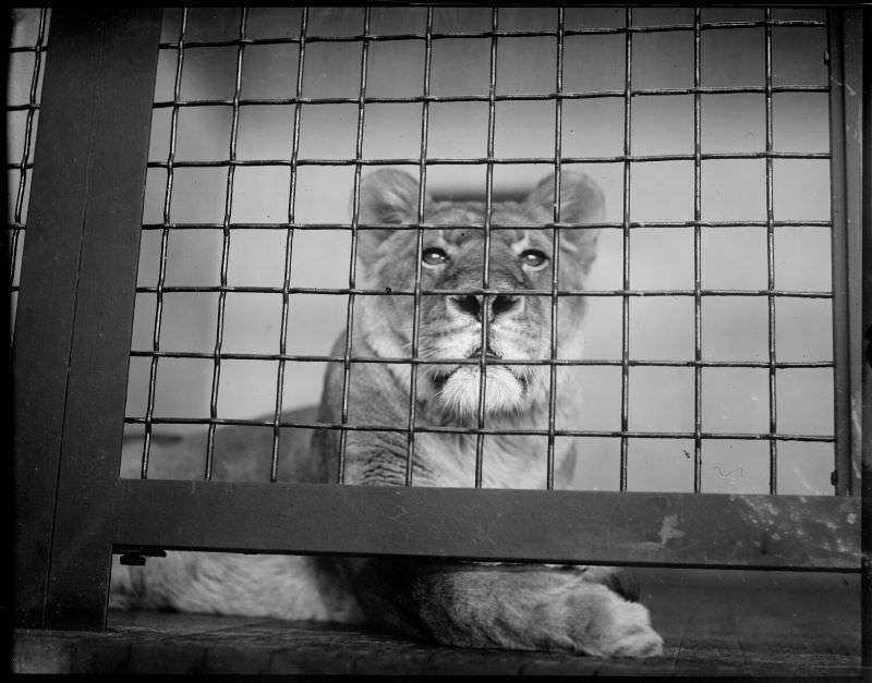 Mame the lioness poses for her picture