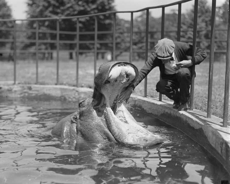 Man reaches into hippo's mouth, Franklin Park Zoo