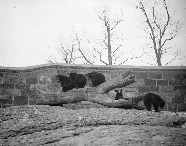 Black bears, Franklin Park Zoo