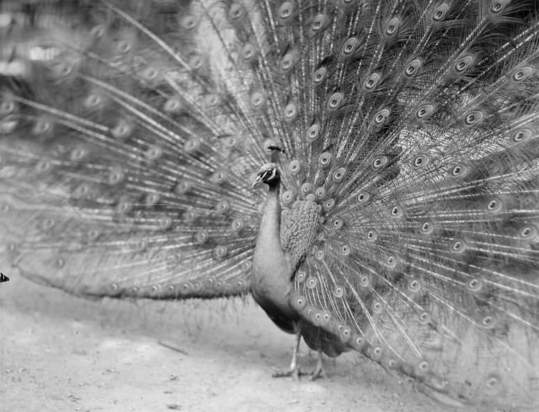 Peacock in full bloom, Franklin Park Zoo