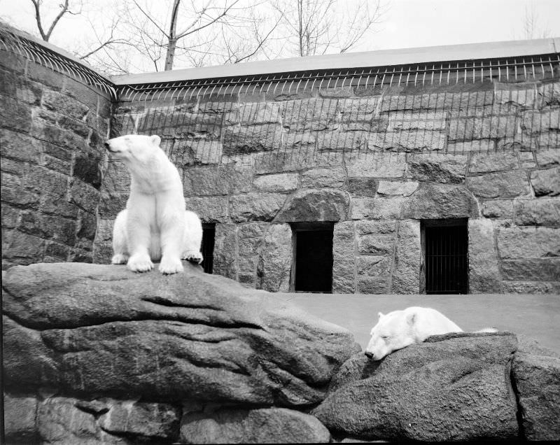 Polar bears at Franklin Park Zoo