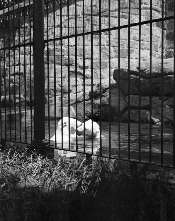 Polar bears at Franklin Park Zoo