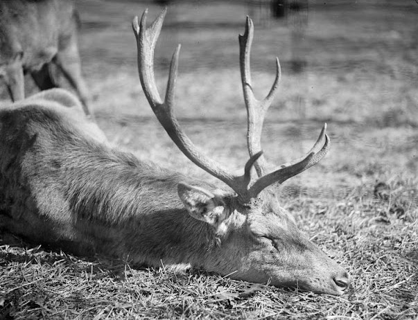 Red deer, Franklin Park Zoo