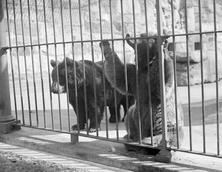 Russian brown bears are of great interest at Franklin Park Zoo