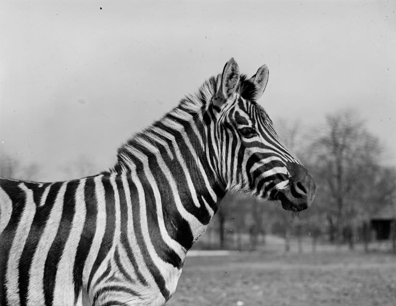 Zebra at Franklin Park Zoo