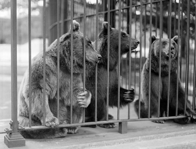 Brown bears Lizzie, Minka, and Lillie, Franklin Park Zoo