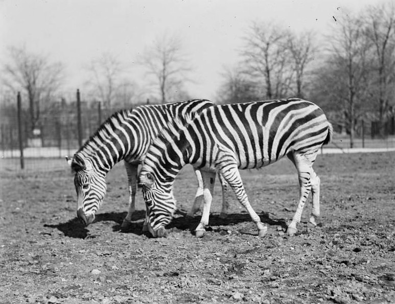 Zebras at Franklin Park Zoo