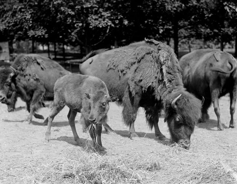 Buffalo - Mothers and young, Franklin Park Zoo