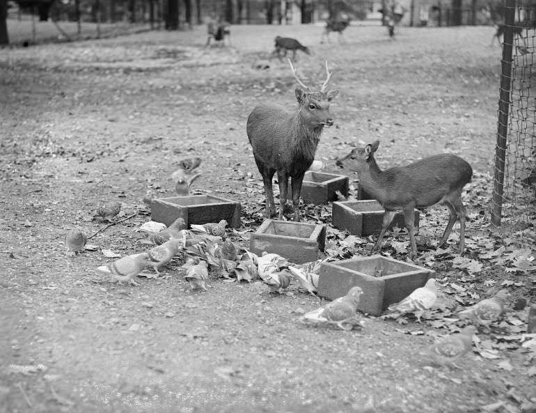Deer and pigeons eat together, Franklin Park Zoo