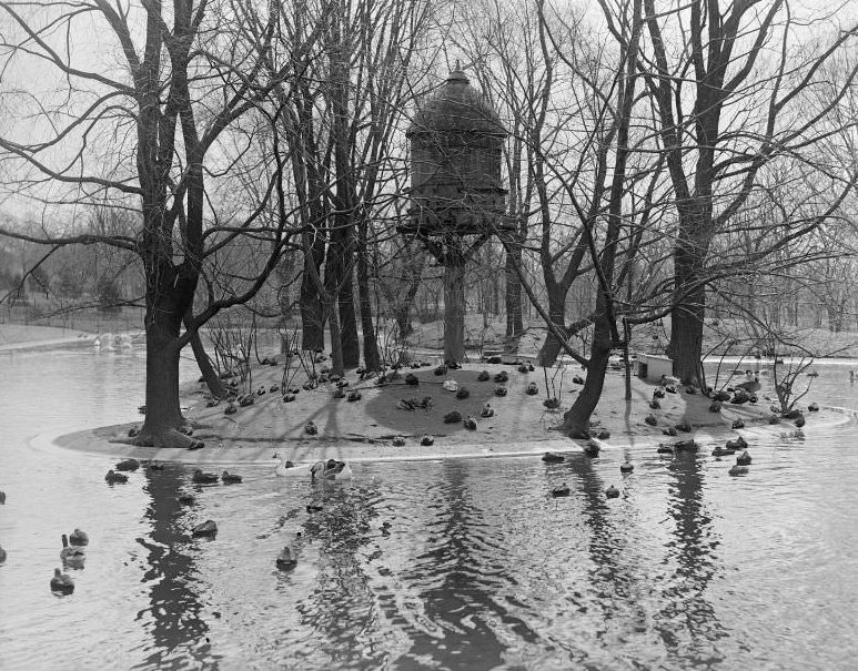 Ducks at Franklin Park Zoo