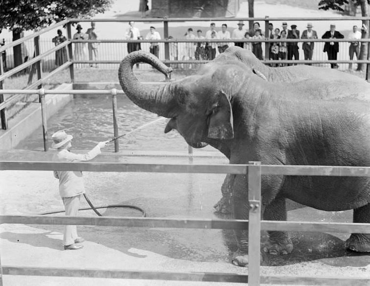 Elephants bathing at Franklin Park Zoo