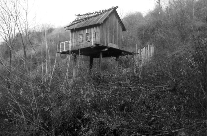 Dove-cote in Kyiv, 1977