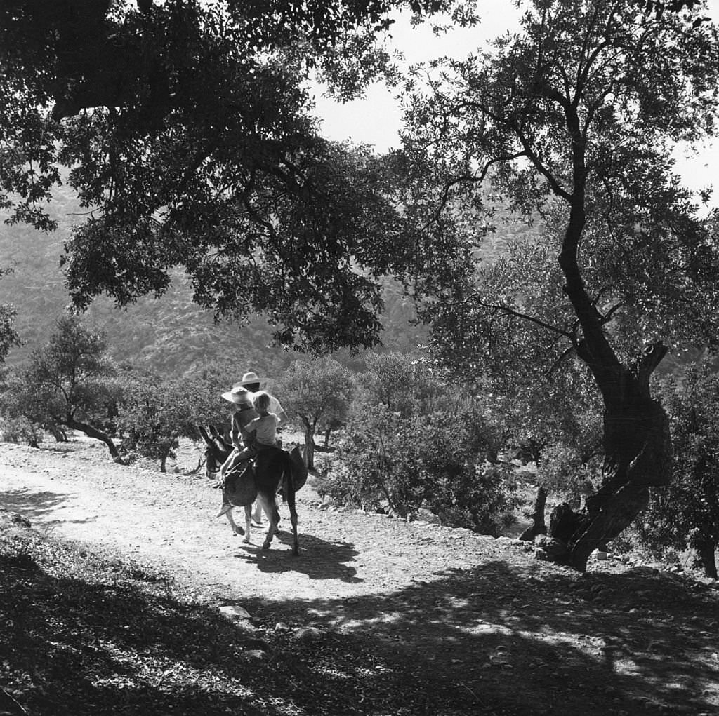 English novelist, poet and scholar Robert Graves rides a donkey through an olive grove in Majorca with two of his children, 1954