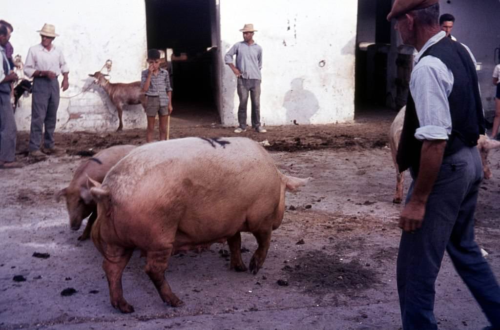 Spanien, Schweinemarkt, Mallorca, 1970s