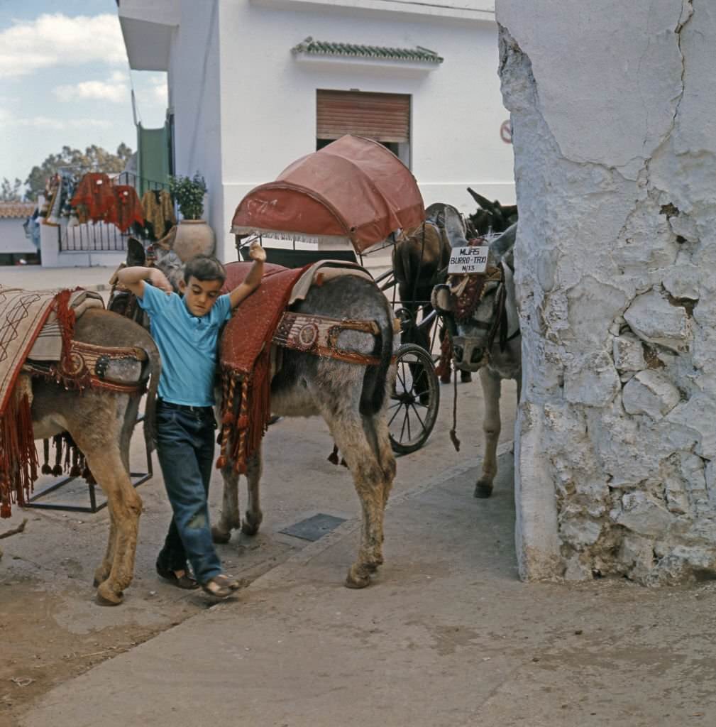 A boy plays between two donkeys of the donkey taxi service for tourists in the municipality of Mijas in Malaga, Spain.