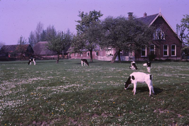 Friesian cows grazing, old Dutch farmhouse and thatched roof barns, Netherlands, 1966