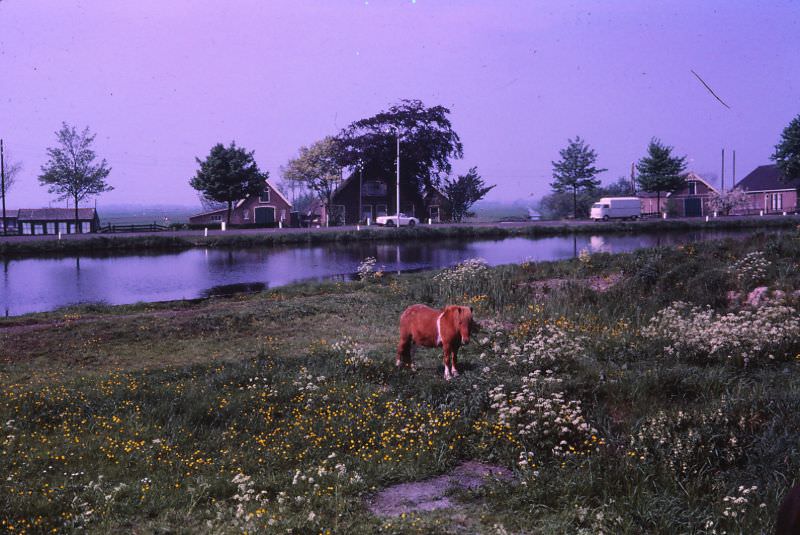 Shetland pony, Netherlands, 1966