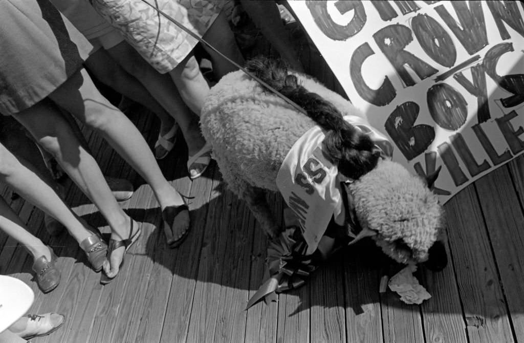 A live sheep, wearing a Miss America sash and on a leash, stands amidst the legs of demonstrators at a protest against the Miss America beauty pageant, Atlantic City, 1968.
