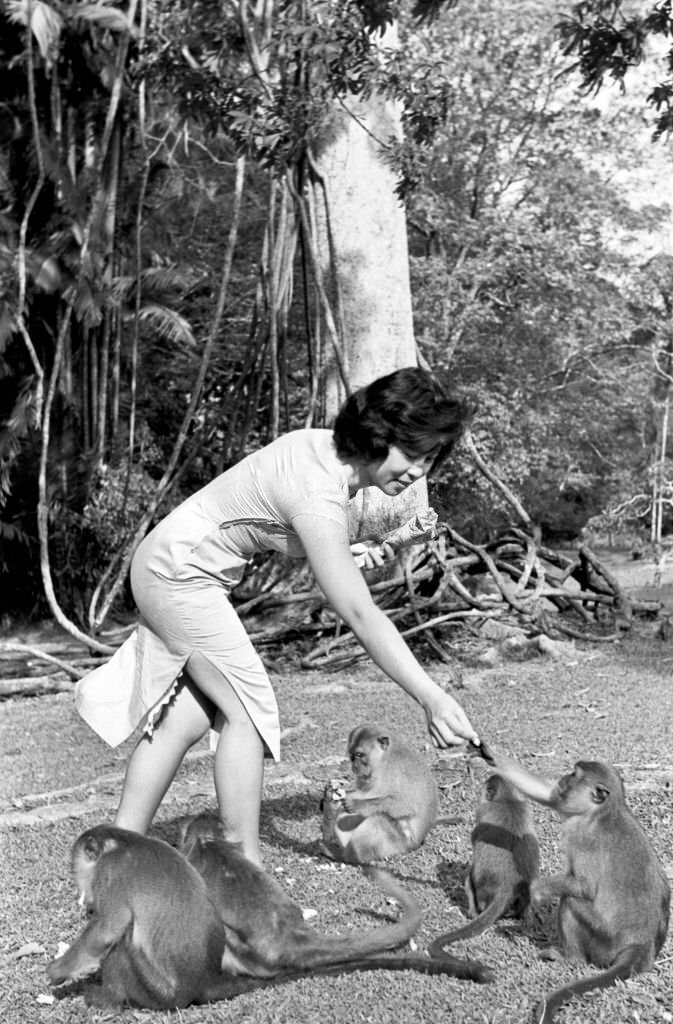 An Asian woman feeding a group of monkeys in Singapore, 1960s