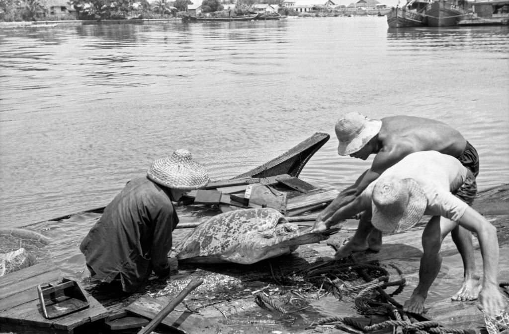 Fishermen drawing on the ground the turtles they just fished, Singapore, 1962