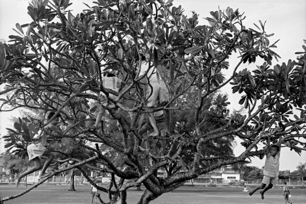 Children climbing a tree, Singapore, 1962