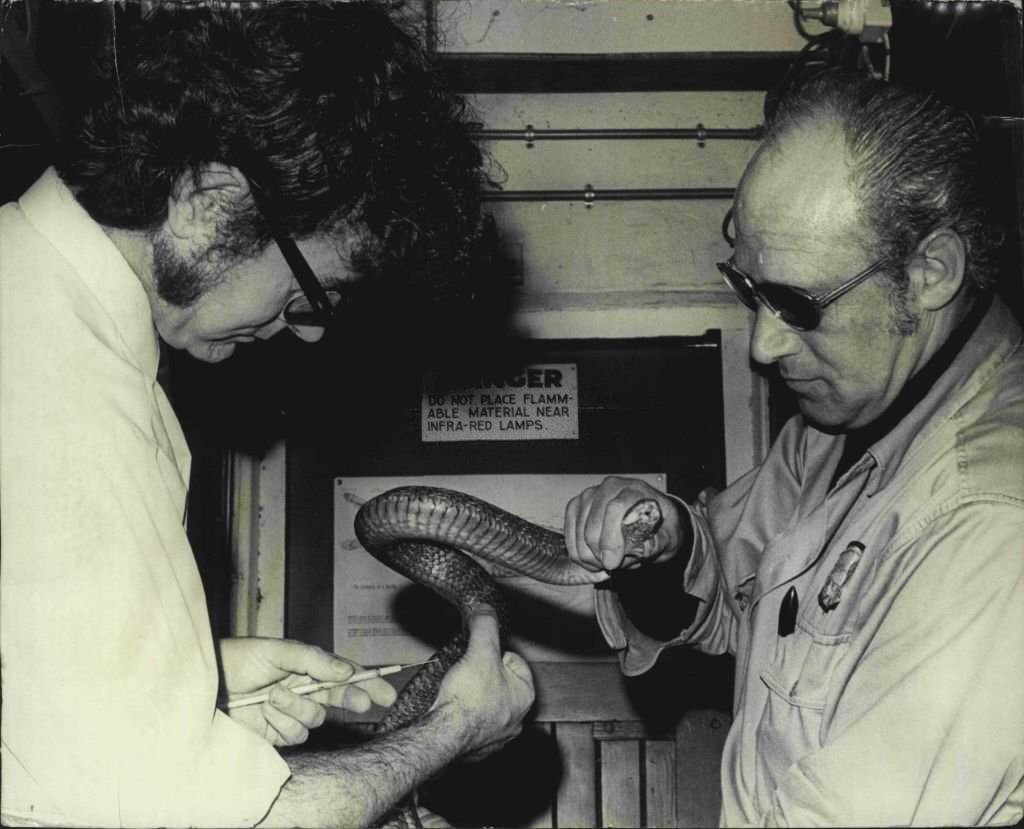 Head Reptile keep Uwe Peters, with dark glasses, watches as a veterinary surgeon tranquilises snakes before being shipped to Singapore to be shown in the new zoo