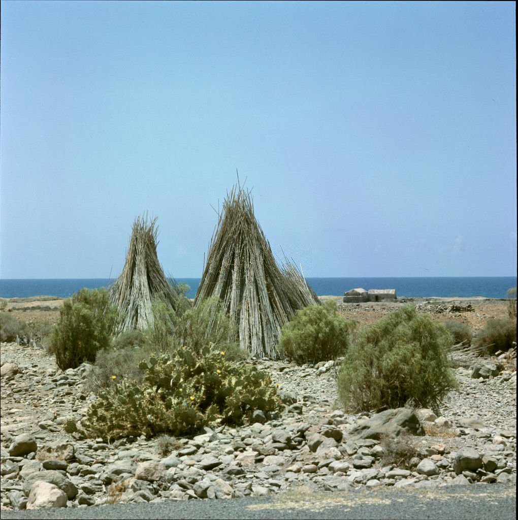 Cacti in Tenerife, 1970
