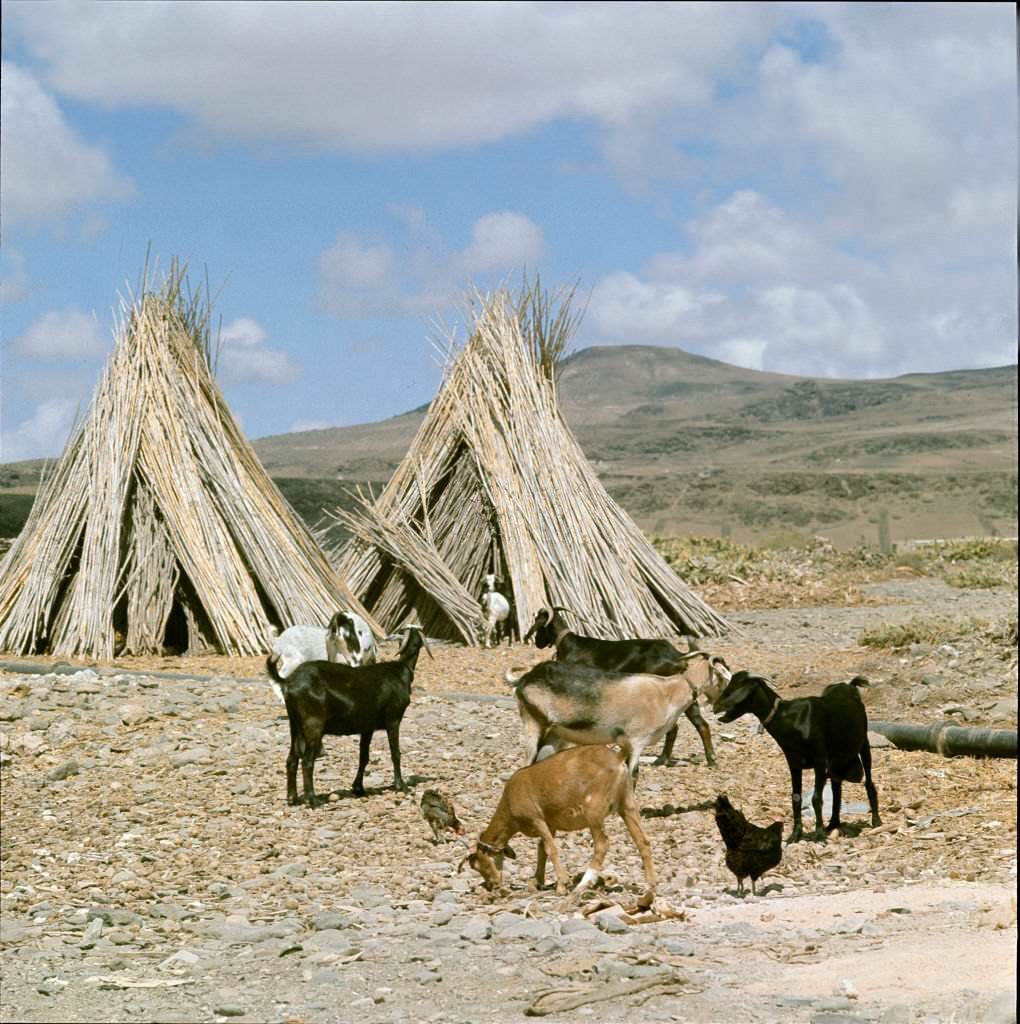 Goats, agriculture in Tenerife, 1970