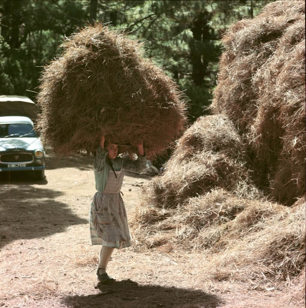 Young woman carrying hay, Tenerife, 1970