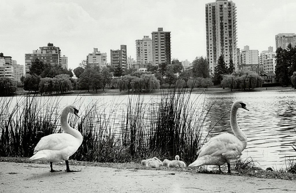 Vancouver's magnificent Stanley Park, 1980s
