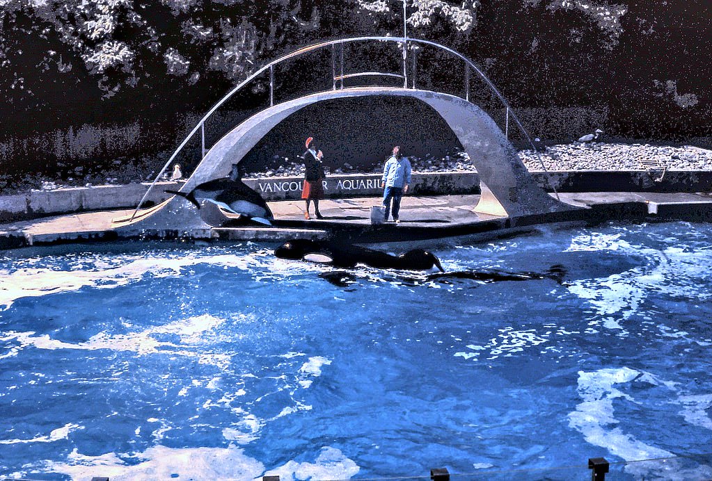 Vancouver Aquarium Orca Pool, 1980