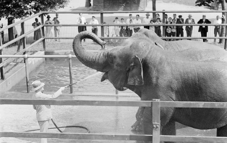 Franklin Park Zoo Early 20th Century