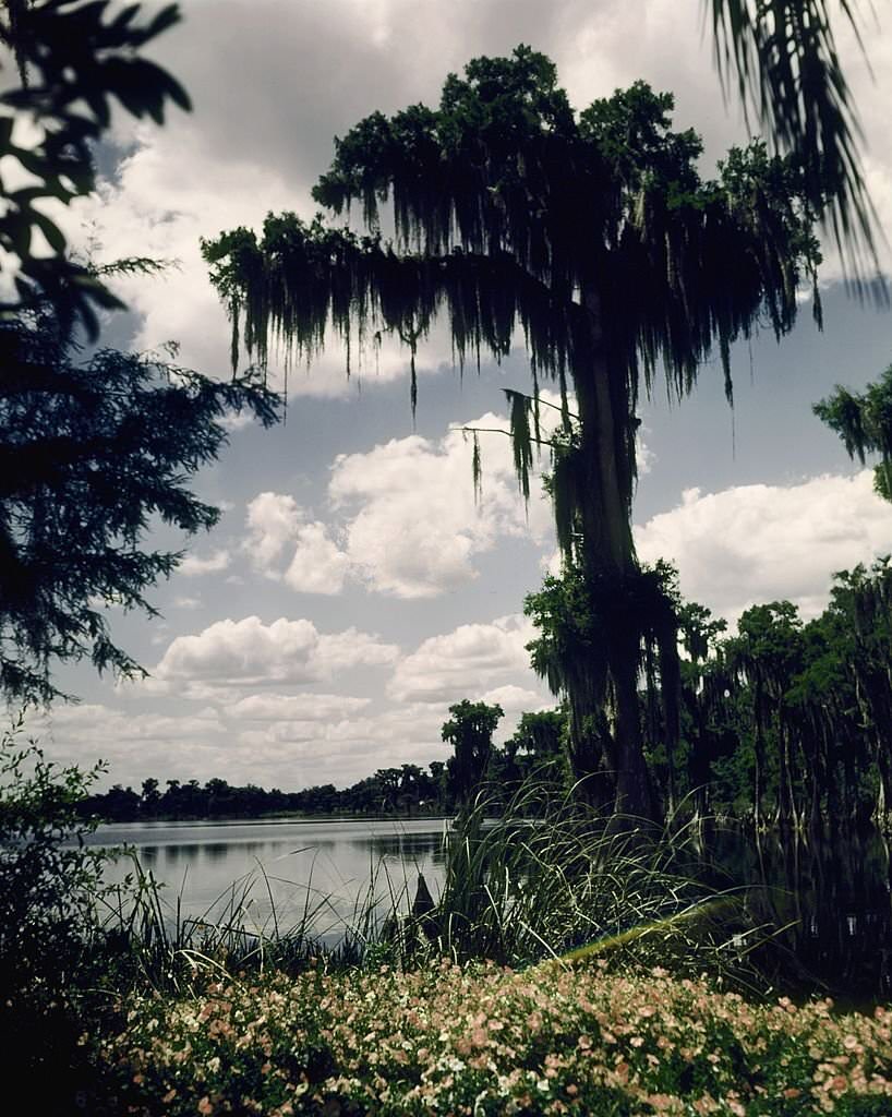 A view of the trees and water at Cypress Gardens theme park in 1953 near Winterhaven, Florida.