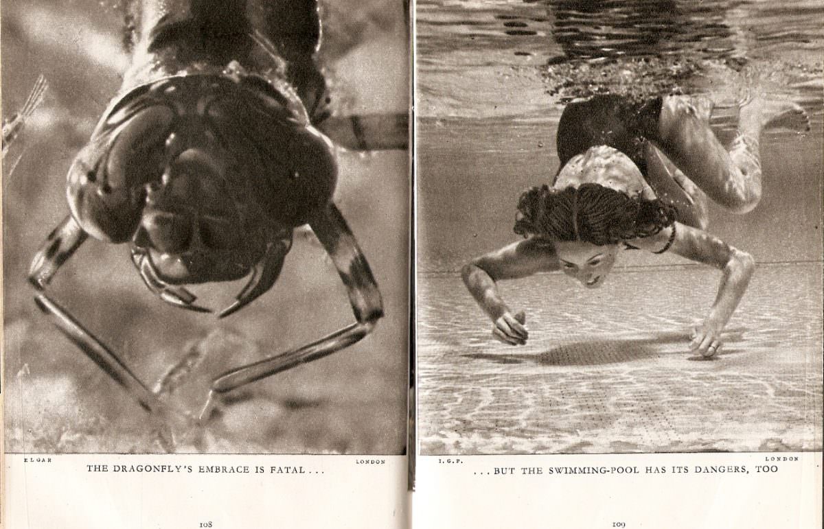 The dragonfly's embrace is fatal but the swimming-pool has its dangers too