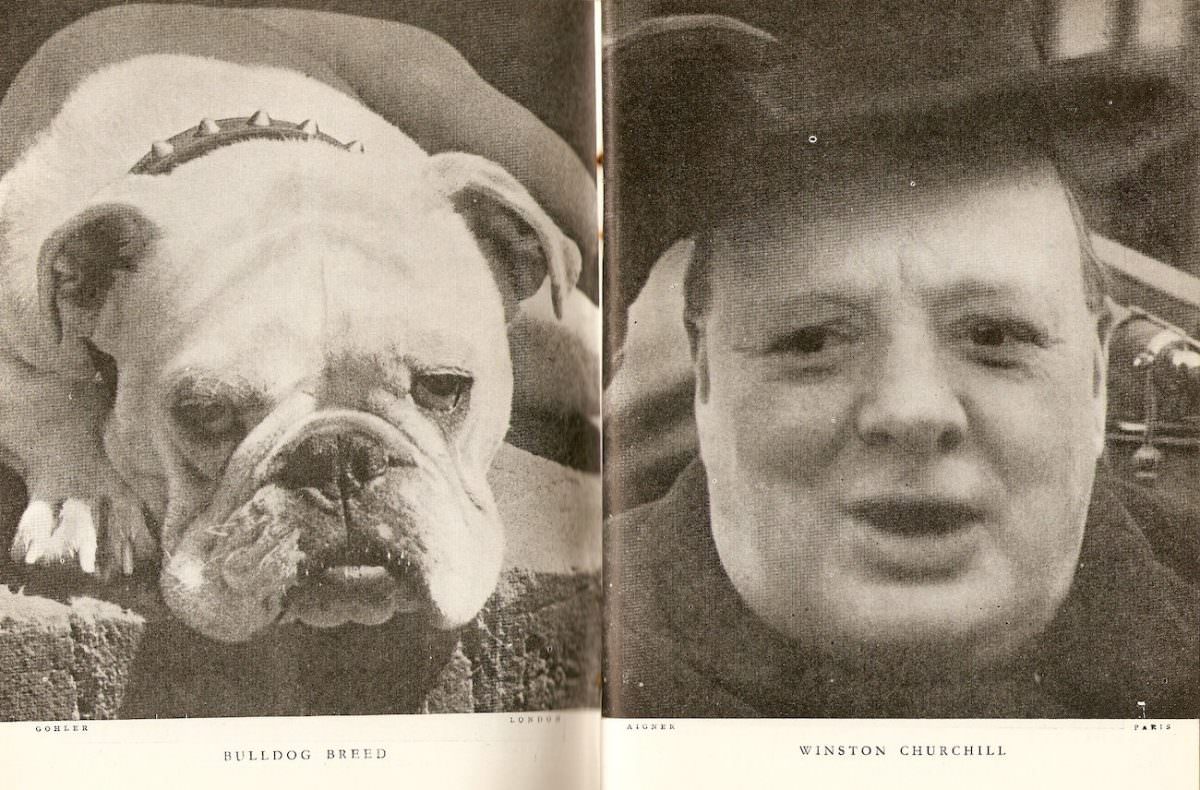 Bulldog breed Racing Enthusiasts Winston Churchill