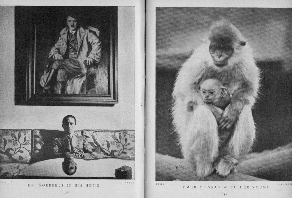 DR. Goebbels in His home (and) Lemur monkey with her young