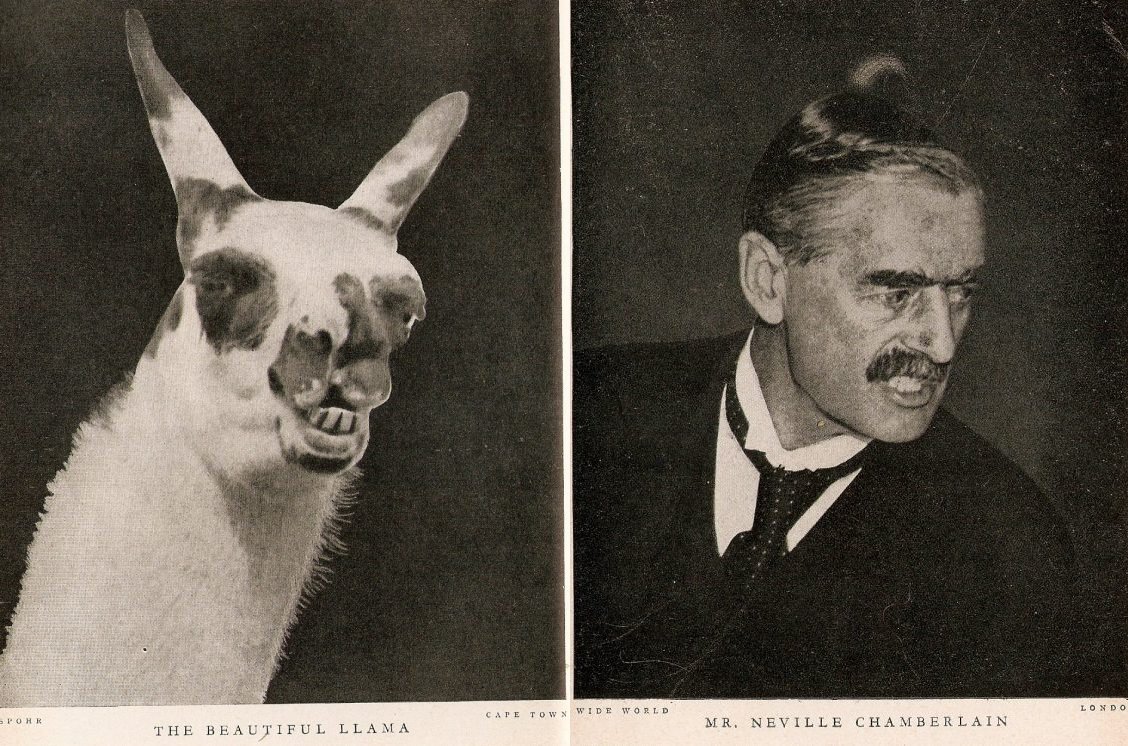 The Beautiful Llama (and) MR Neville Chamberlain