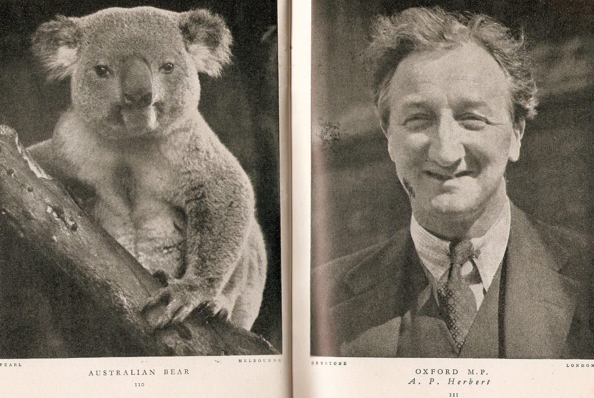 Australian bear (and) Oxford M.P A.P. Herbert