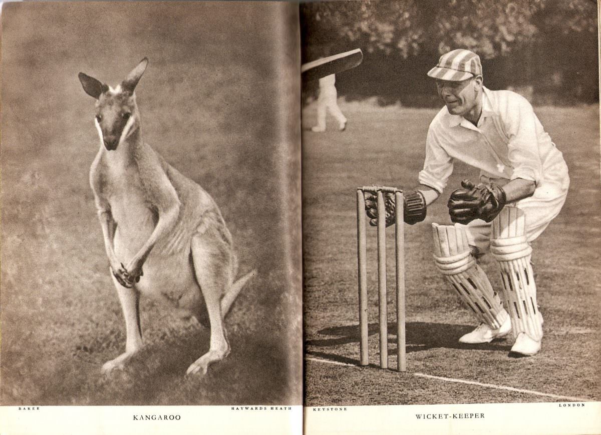 Kangaroo (and) Wicket Keeper
