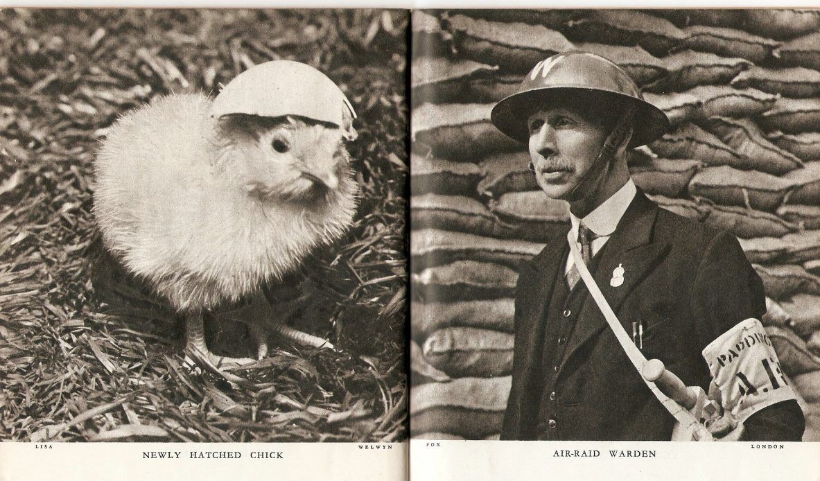 Newly Hatched chick (and) Air-raid warden