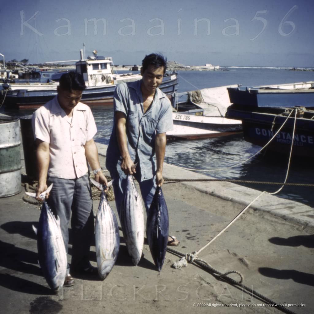 Tuna fishermen display their catch at Kewalo Basin on Oahu’s sunny south shore, 1949.