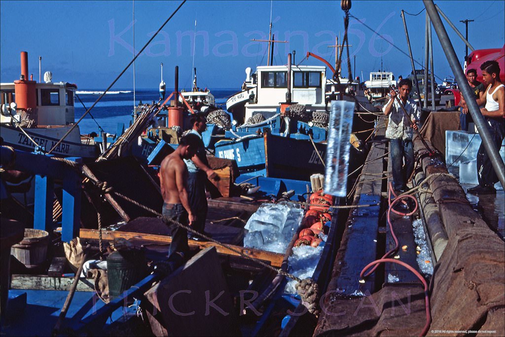 Fishermen unloading catch from sampans at Kewalo Basin on south shore Oahu, 1948