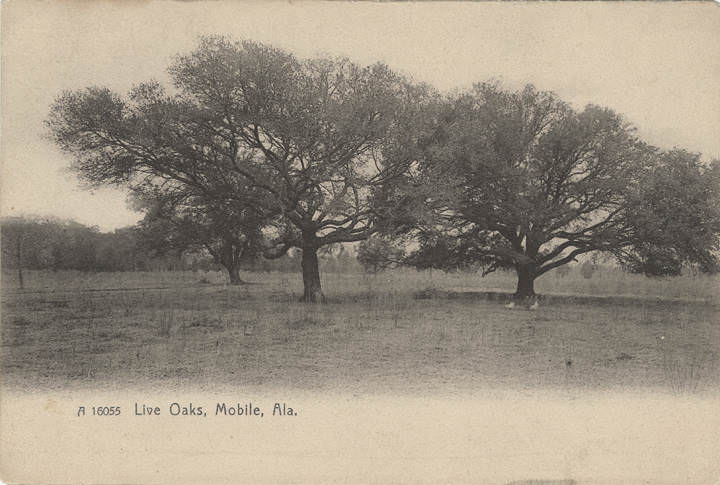 Live Oaks, Mobile, 1907